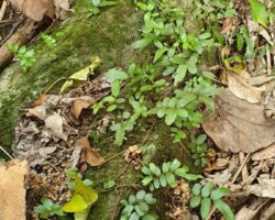 Walk: Navigation Exercise, Mt Kembla - 30 Oct 2021