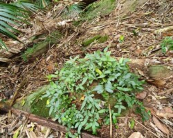 Walk: Navigation Exercise, Mt Kembla - 30 Oct 2021