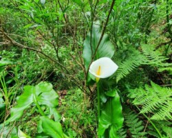 Walk: Navigation Exercise, Mt Kembla - 30 Oct 2021