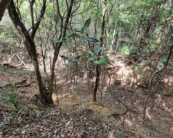 Walk: Navigation Exercise, Mt Kembla - 30 Oct 2021