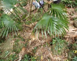 Walk: Navigation Exercise, Mt Kembla - 30 Oct 2021