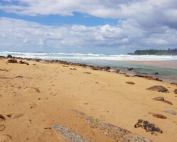 Walk: Loves Bay to Werri Beach