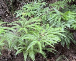 Near Fitzroy Falls we’ll take the fire trail south-east to a couple of short off track sections for views into Kangaroo Valley and return. Total ascent 320m.