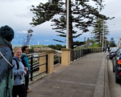 Walk: Flagstaff Hill to Fairy Meadow
Wednesday, 13 July