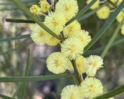 Our first visit since the fires. Walk to Mt Bushwalker, 7km return on the newly rebuilt track with somewhat controversial boardwalk then Florence Head 6.5km return.