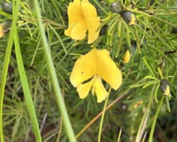 Walk: Curra Moors Royal National Park - Sat 27 Aug 2022