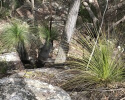 Walk: Moreton NP Bundanoon Double Circuit - 7 Aug 2022