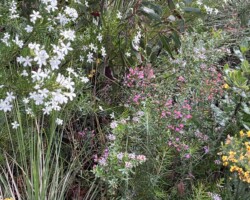 Walk: Curra Moors Royal National Park - Sat 27 Aug 2022