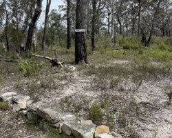 The Mt Jellore walk is in the Jellore State Forest near Mittagong. The walk consists of fire trails, rough bush tracks, steep slopes and a water course crossing. The water crossing has a debris bridge which is easily crossed, but the entry and exit to the water crossing is slippery and steep. This may involve scrambling or using the ropes which are attached near the path. The last 100 metres to a trig point is very steep. Spectacular views.