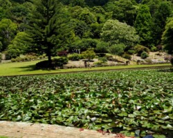 Come along and enjoy getting together again with other Ramblers in the beautiful Rhododendron Gardens. Don't forget to wear a bit of Christmas colour or bling. There will be lucky gate prizes and some Christmas fare.