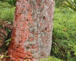 Walk: Maddens Plains - Sat 14 Jan 2022