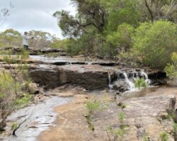 Starting from Maddens Plains we will walk to the Forest Track before following an un-named tributary of Stoney Ck downstream for about 1 km until we cross the Forest Track again. The creek section is off track and a bit of a specie. Continue on the Forest Track to the water tank then a fire trail to Coalcliff Dam for lunch.